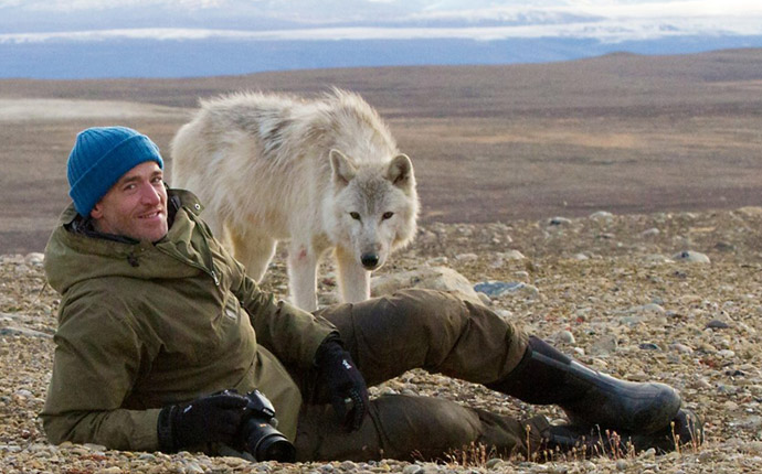 Gordon Buchanan and a wild polar wolf