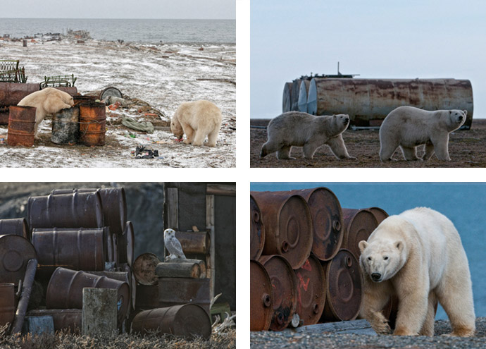 Polar bears dig through discarded barrels on the island