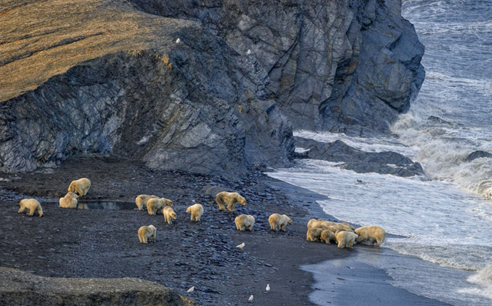 Polar bear group on a beach
